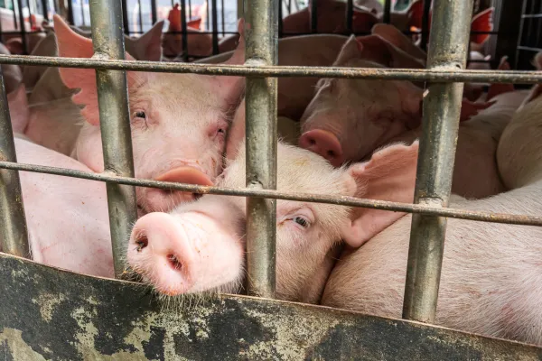 Schweineherde auf engstem Raum im Transporter